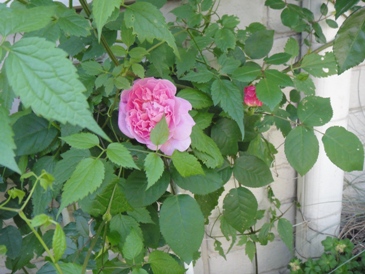 f0195963_1641541.jpg