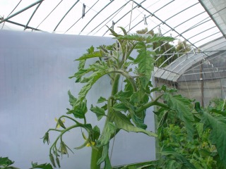 f0055264_211708.jpg