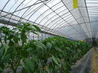 f0055264_520031.jpg