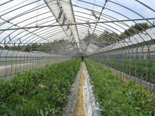 f0055264_5204332.jpg