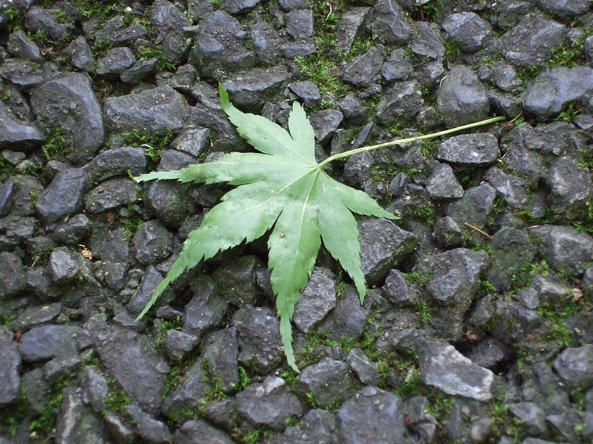 e0071165_22545556.jpg