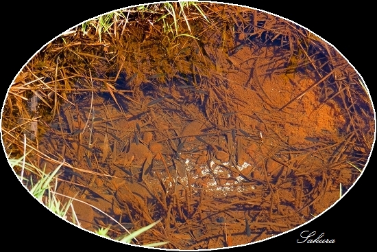 d0102968_2185996.jpg