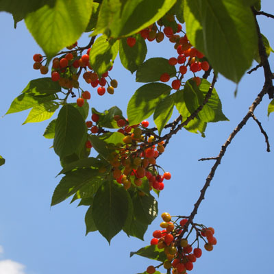 c0122670_2384533.jpg