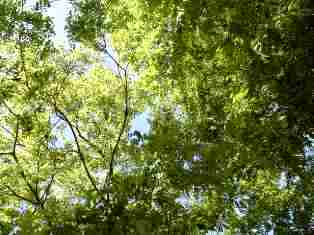 c0108673_1145940.jpg