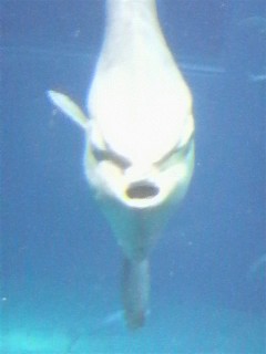 f0035184_1547658.jpg