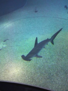 f0035184_1631089.jpg