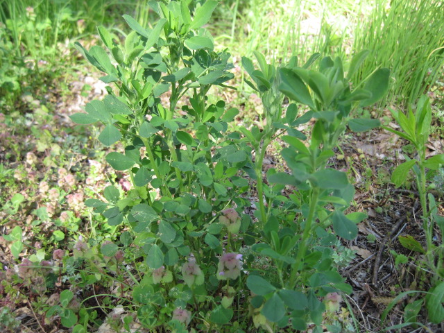c0119385_1712351.jpg