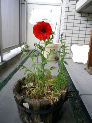 c0211194_8444156.jpg