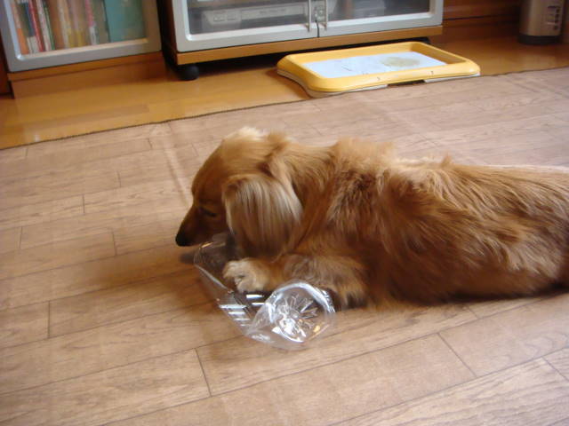 d0098295_2249717.jpg