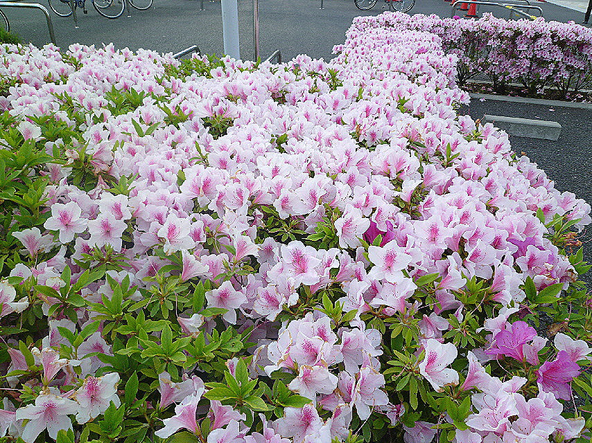 c0138198_1621574.jpg