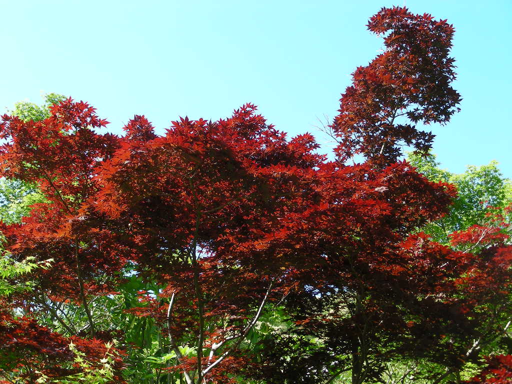 c0145299_22212436.jpg