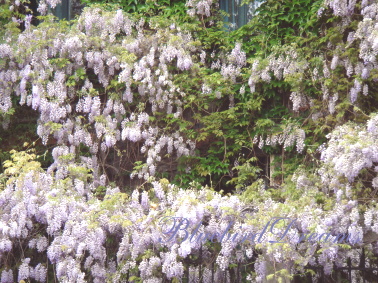 c0178104_2015351.jpg