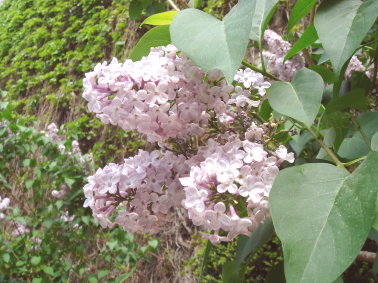 c0178104_2042069.jpg