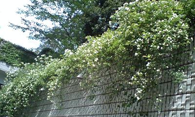 d0054704_1415156.jpg