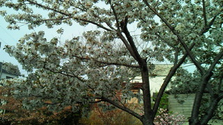 d0149105_1722437.jpg
