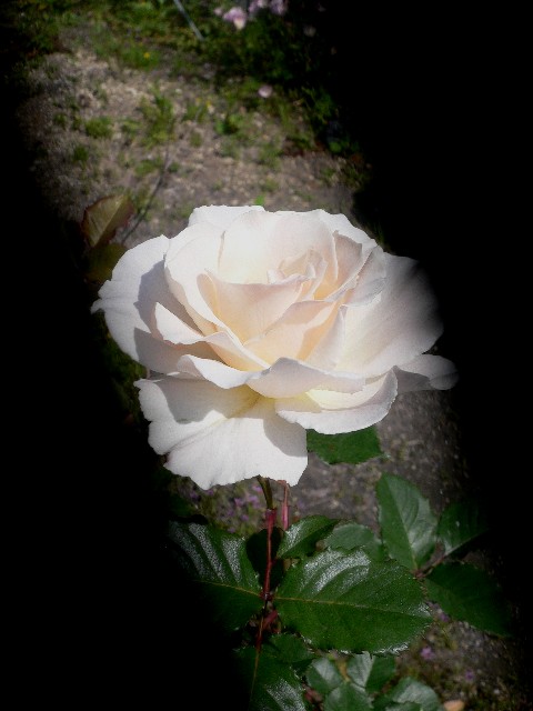 e0179308_1272322.jpg