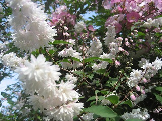 f0139520_22231831.jpg