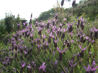 c0086221_20412059.jpg