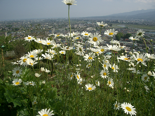 c0086221_20414642.jpg