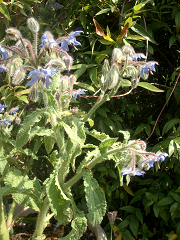 c0086221_20421311.jpg
