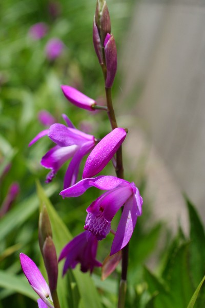 a0004023_9295183.jpg