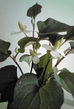 a0098027_1519710.jpg