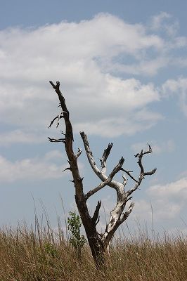 e0181928_2018279.jpg