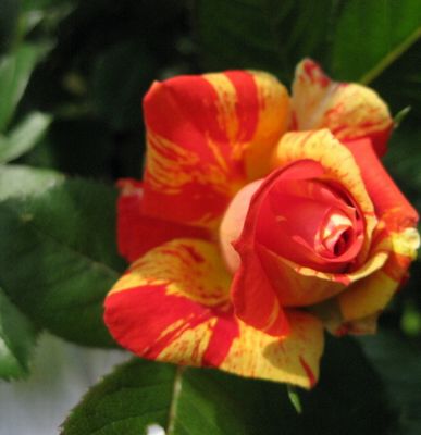 c0177332_200560.jpg