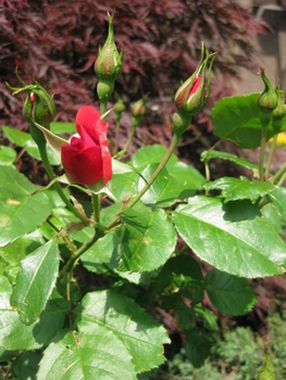 c0177332_2012315.jpg