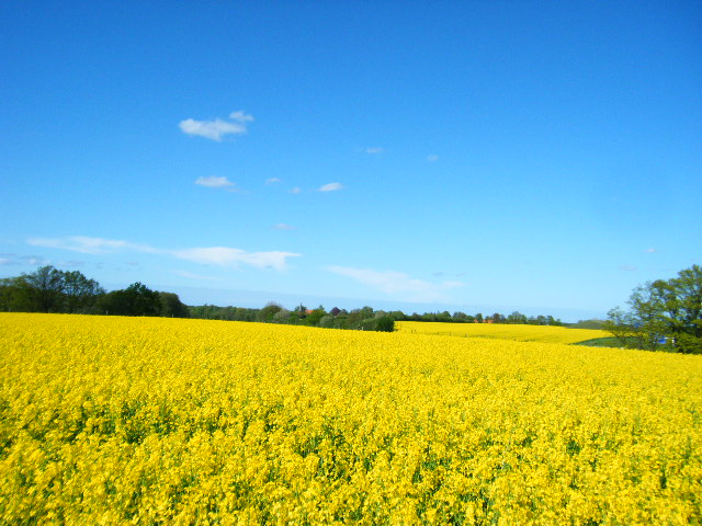 f0210340_5282318.jpg