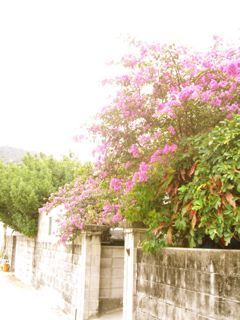 f0200342_258364.jpg