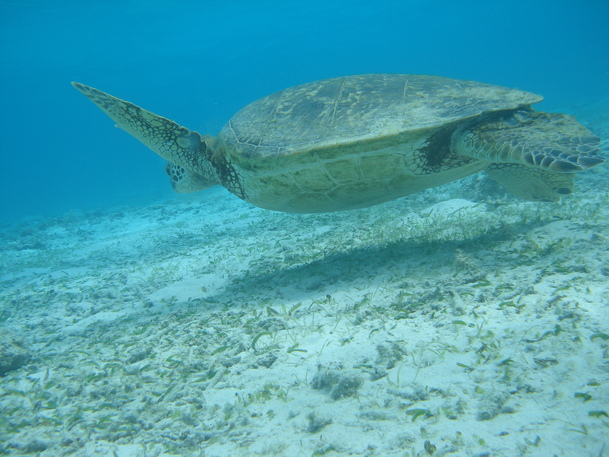 f0200342_3333384.jpg