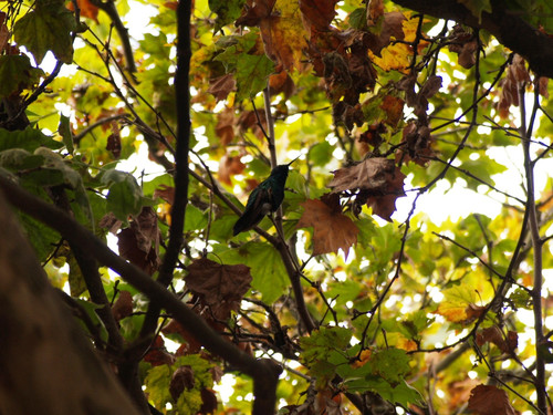 佐野まり　Mari Sano