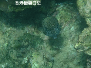f0190653_9344645.gif