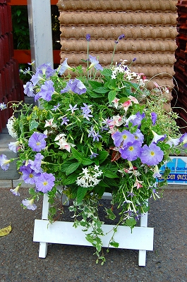 e0025655_5561545.jpg