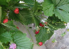 e0184558_1014460.jpg