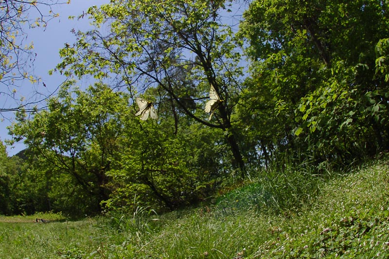 c0043361_091522.jpg