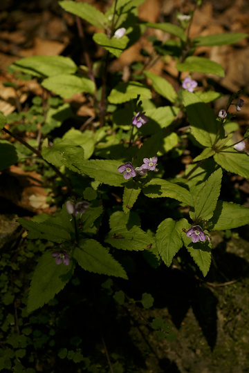 e0054067_033699.jpg