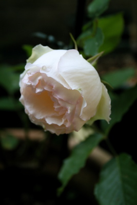 d0000274_14343128.jpg