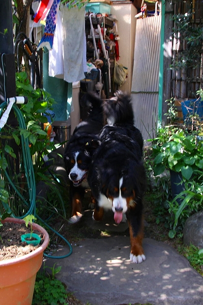c0149178_131506.jpg
