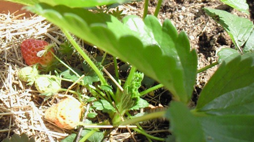 f0116278_15425095.jpg