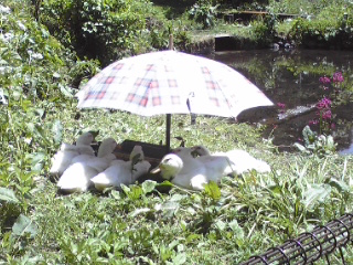 c0096582_21194993.jpg