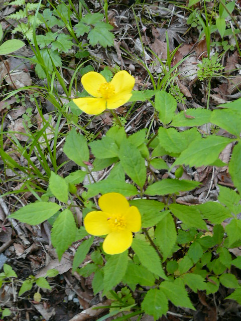 e0145782_17113289.jpg