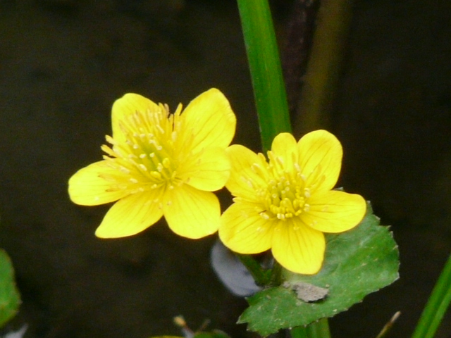 e0145782_17121793.jpg