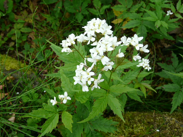 e0145782_17131423.jpg