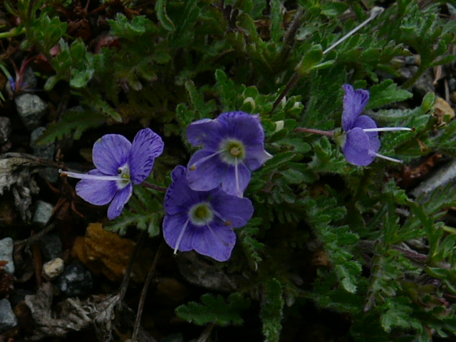 e0145782_1714261.jpg