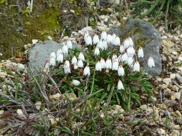 e0145782_17144586.jpg