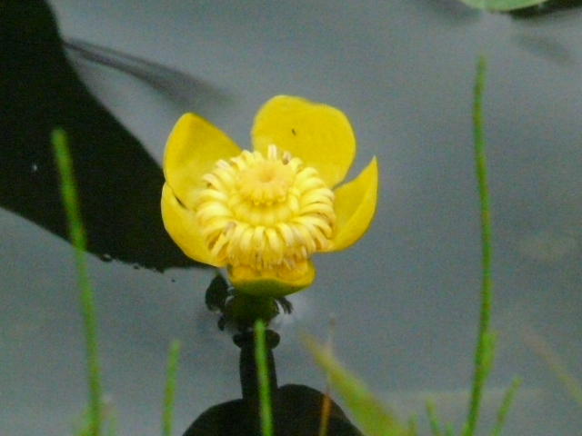 e0145782_17154872.jpg