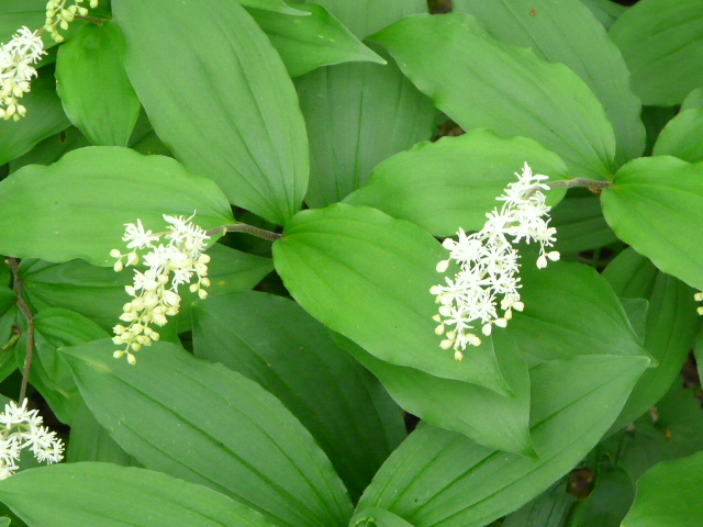 e0145782_17164798.jpg