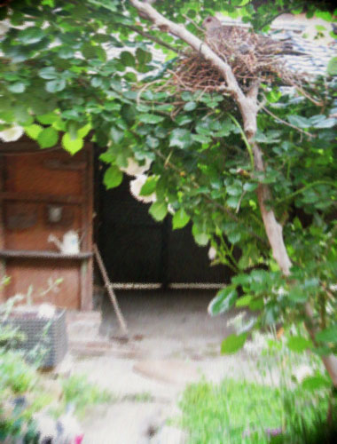 d0077603_6161456.jpg